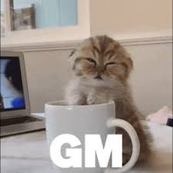 cat asleepy Meme Template
