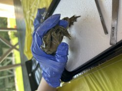 Dissecting Frog Meme Template