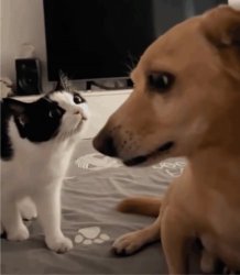 Caught in 4k Meme Template