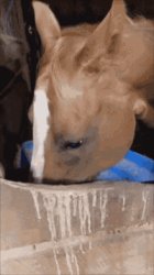horse fan Meme Template