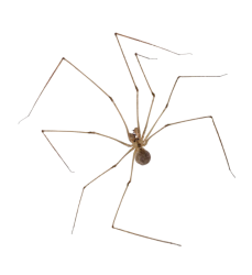 Scary spider Meme Template