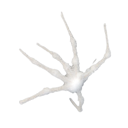 White spider Meme Template
