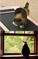 fit bunny & feline inside Meme Template