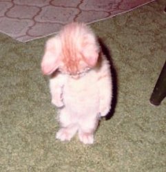 Sad Kitten Meme Template