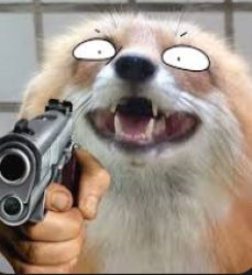fox with a gun Meme Template