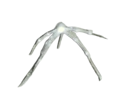 White spider 12 Meme Template