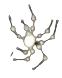 White spider 18 Meme Template