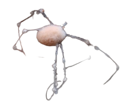White spider 19 Meme Template