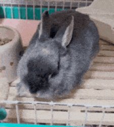 Sleepy bnuuy Meme Template