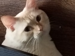 Floor cat Meme Template