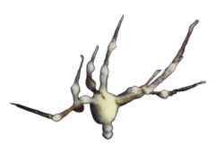 White spider 21 Meme Template