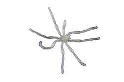White spider 22 Meme Template