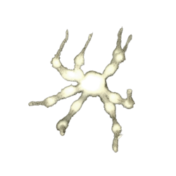 White spider 23 Meme Template