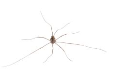 Harvestman Spider Meme Template