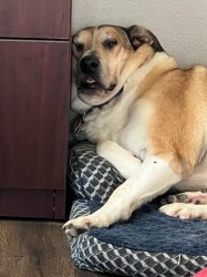 Smush Doggo Meme Template