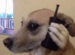Perrito Meme Template