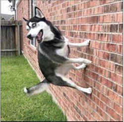 dog on building Meme Template
