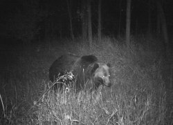 Night bear Meme Template