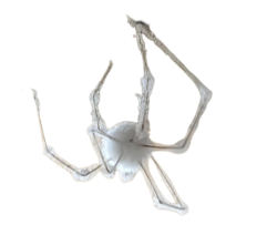 White spider 28 Meme Template