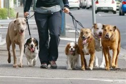walking dog Meme Template