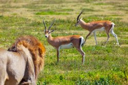 Lion and gazelles Meme Template