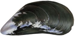 Blue mussel Meme Template