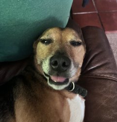 Chopped ahh dog Meme Template