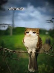 cat owl Meme Template