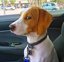 dog side eye Meme Template