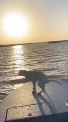 sunset poop dog boat Meme Template