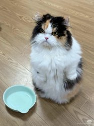 Hungry Feed Me Cat Meme Template