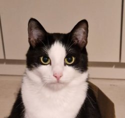 Serious Cat Meme Template