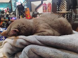 Tired Kitty Meme Template