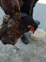 Sad hen Meme Template