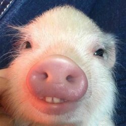 Cute Pig with Buck teeth Meme Template