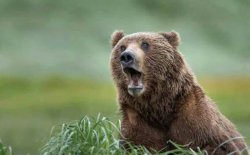 Shocked bear Meme Template