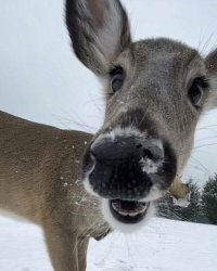 staring deer Meme Template