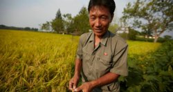 North Korean rice farmer meme Meme Template