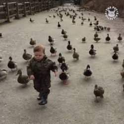 Kid Getting Chased By Ducks Meme Template