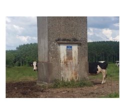 Long Cow Meme Template