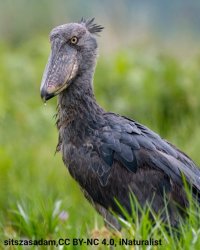 Shoebill Stork Meme Template