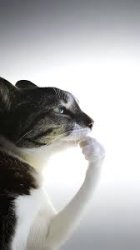 Thinking cat Meme Template