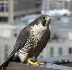 Sad Peregrine Falcon Meme Template