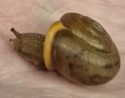 Snail Meme Template