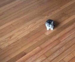 tiny ahh cat Meme Template