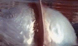 merbult Meme Template