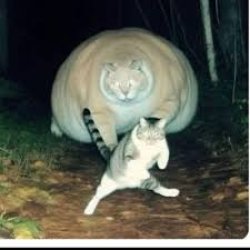 Fat cat chasing small cat Meme Template