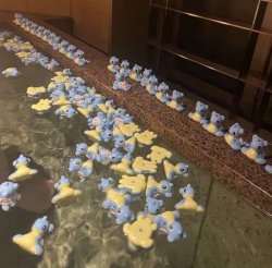 Lapars rubber duckies Meme Template