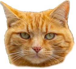 Cat face Meme Template