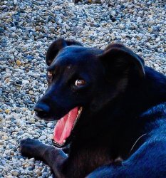 meme dog Meme Template